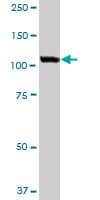 IHC-plus™ Monoclonal Mouse anti-Human US01 / p115 Antibody (clone 3F4, IHC, WB)