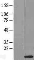 DEFA1 / Defensin Alpha 1 Protein (Over-Expression Lysate Myc-DDK (Flag))