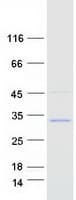 Human DUSP19 / SKRP1 Protein (Recombinant Myc-DDK (Flag))