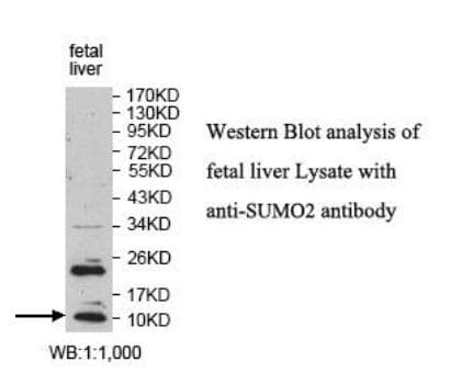 SUMO2 Antibody (aa2-95)