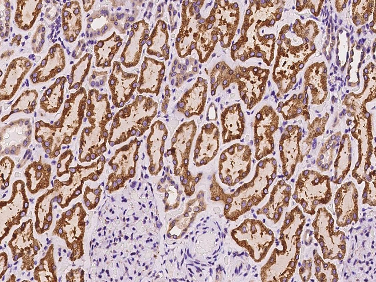 PGRMC1 / MPR Antibody