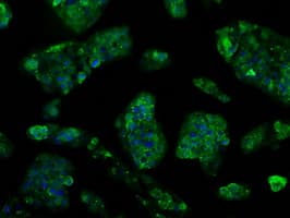 KIAA0153 / TTLL12 Antibody (clone OTI4B2)