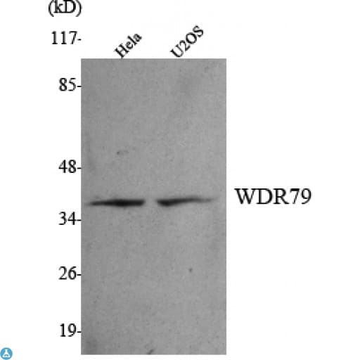 TCAB1 / WDR79 Antibody