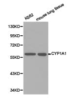 CYP1A1 Antibody