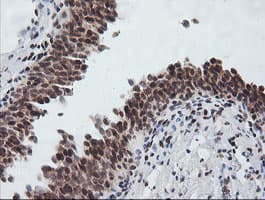 ZSCAN18 / ZNF447 Antibody (clone OTI4F12)
