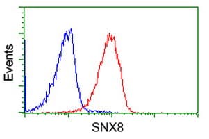 SNX8 Antibody (clone OTI4B4)