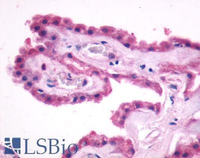 PathPlus™ Polyclonal Rabbit anti-Human GPR27 Antibody (N-Terminus, IHC)