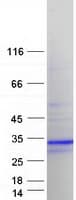 Human Calneuron-1 / CALN1 Protein (Recombinant Myc-DDK (Flag))