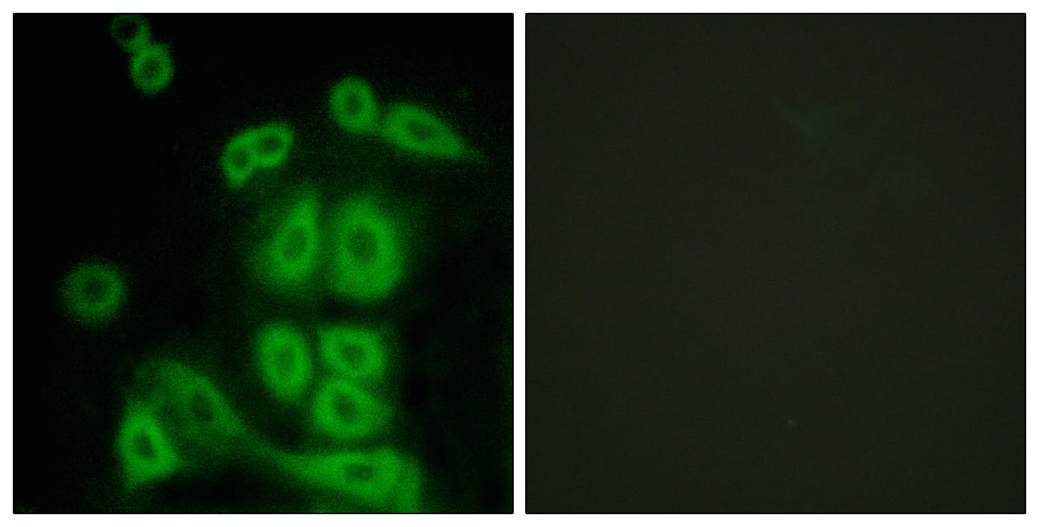 FXR2 Antibody (aa551-600)