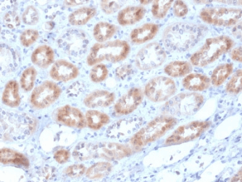 RNLS / Renalase Antibody (clone RNLS/1940, Azide-free, BSA-free)
