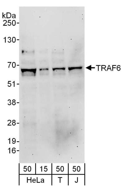 TRAF6 Antibody (aa472-522)