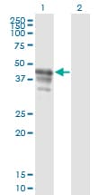 Monoclonal Mouse anti-Human PAIP1 Antibody (clone 2D11, WB)