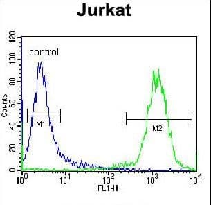 IHC-plus™ CELF3 Antibody (aa3-32)