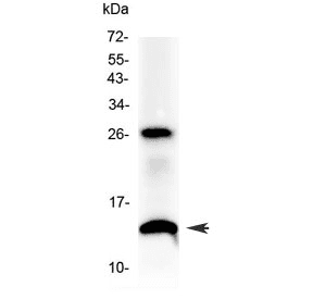 Polyclonal Rabbit anti-Mouse SDF1 / CXCL12 Antibody (WB)