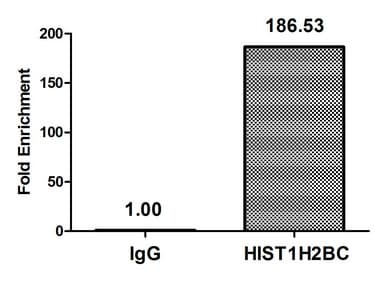 HIST1H2BN Antibody