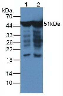 ENO2 / NSE Antibody (aa1-434, clone C20, APC)