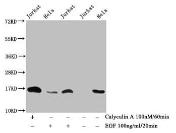 HIST1H3A Antibody (phospho-Thr3)