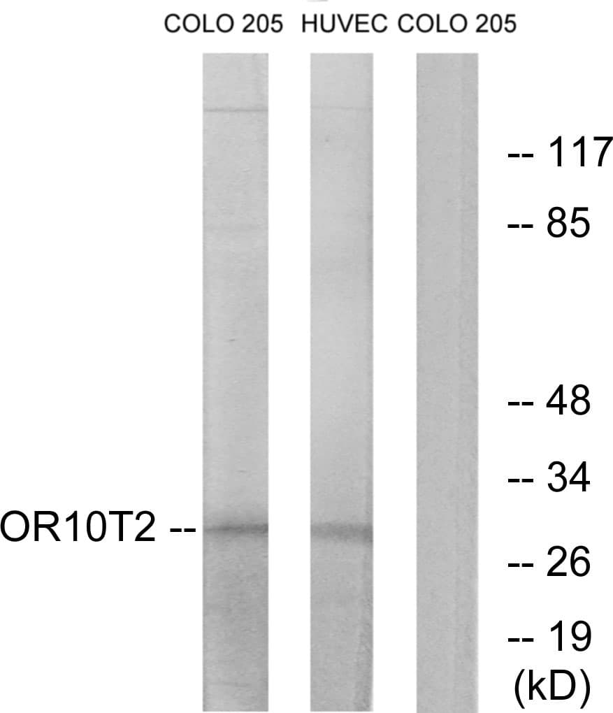 OR10T2 Antibody (aa231-280)