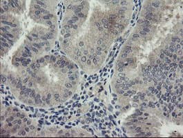 CHN1 Antibody (clone OTI1C9)