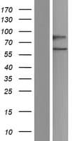 Cdc14 / CDC14A Protein (Over-Expression Lysate Myc-DDK (Flag))