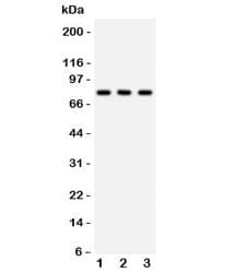 Apg7 / ATG7 Antibody