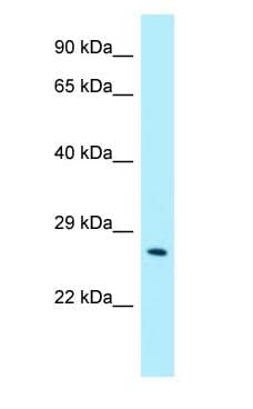 CRISP3 Antibody (N-Terminus)