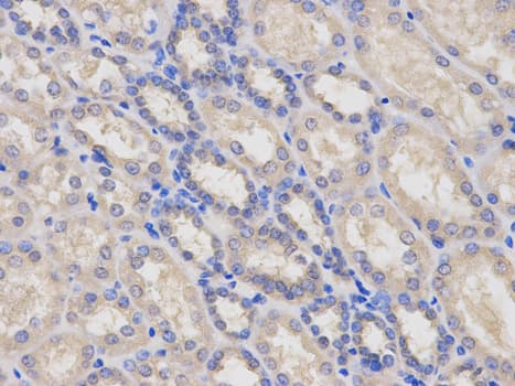 IHC-plus™ LY96 / MD2 / MD-2 Antibody