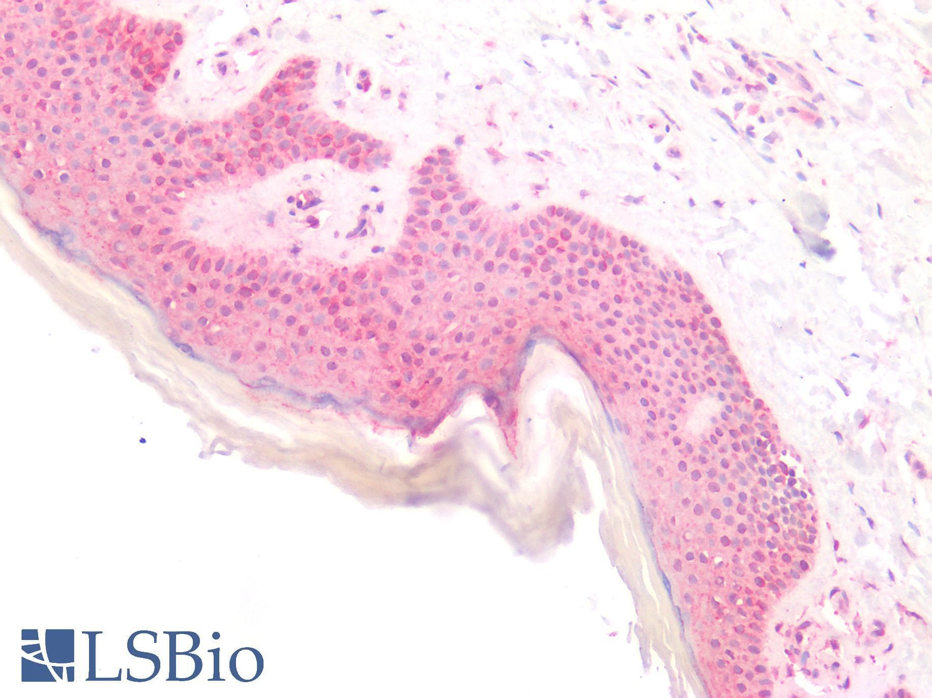 IHC-plus™ ZFP91 Antibody