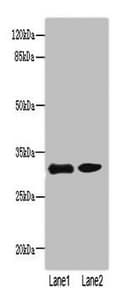 PI4KA Antibody