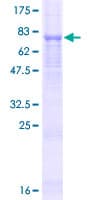 Human EVA1C Protein (Recombinant GST)