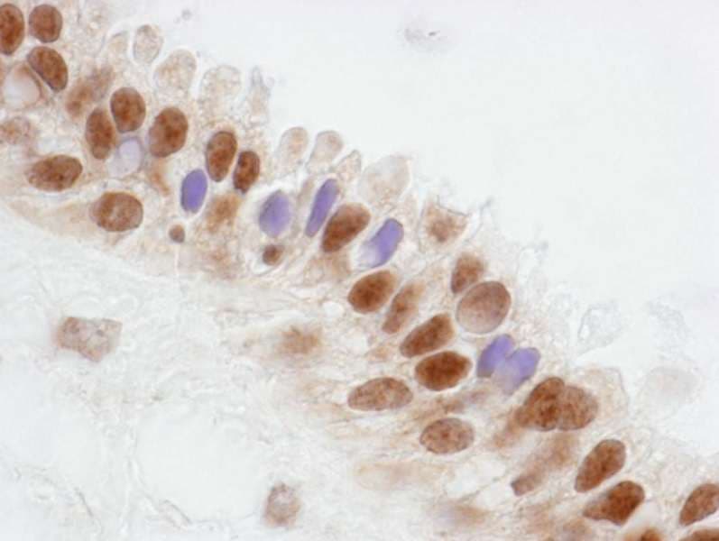 COAA / RBM14 Antibody (aa150-200)