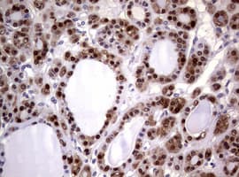 GSTP1 / GST Pi Antibody (clone OTI4B6, Carrier-free)