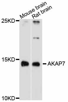 AKAP7 Antibody