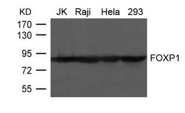 FOXP1 Antibody