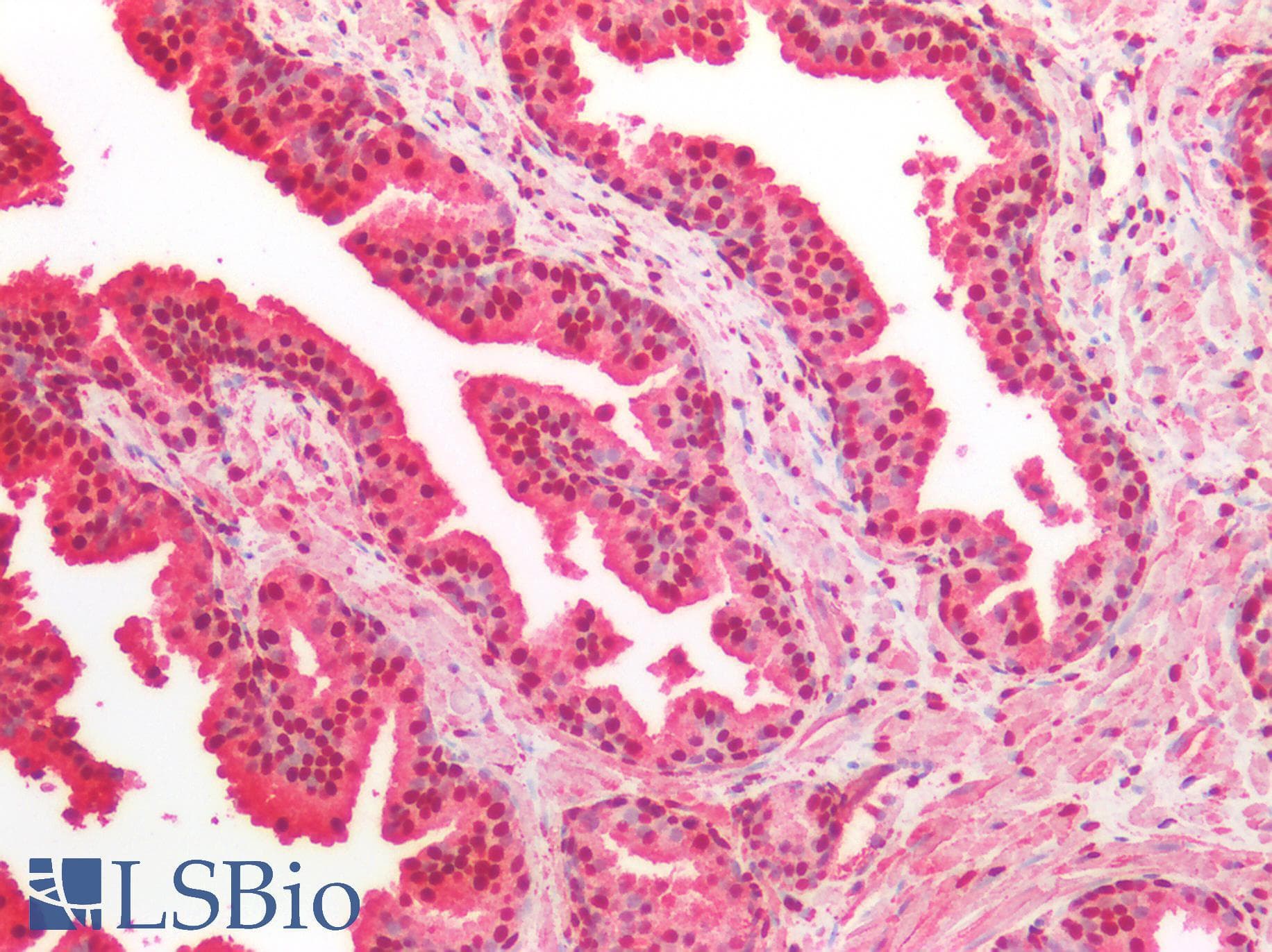 PathPlus™ GAPDH Antibody (aa30-44)