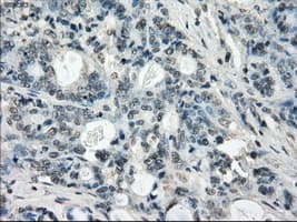 LTA4H / LTA4 Antibody (clone OTI5C10)