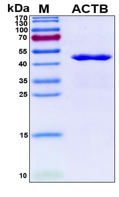 Human ACTB / Beta Actin Protein (Recombinant 6His, N-terminus)