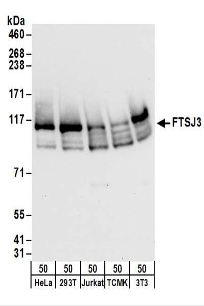 FTSJ3 Antibody (aa625-675)