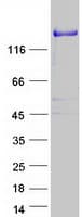 Human PLEKHM2 / SKIP Protein (Recombinant Myc-DDK (Flag))