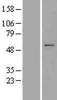 MIPOL1 Protein (Over-Expression Lysate Myc-DDK (Flag))