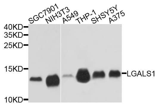 LGALS1 / Galectin 1 Antibody