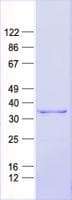 Human KLF7 Protein (Recombinant His, N-Terminal)