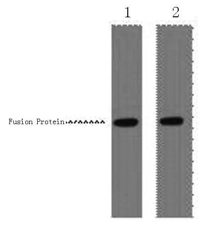 VSV-g Tag Antibody