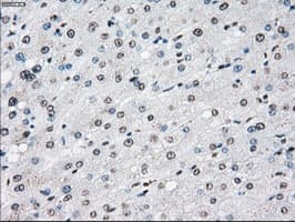 CYPOR / POR Antibody (clone OTI5B3)