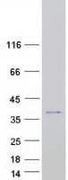 Human C2orf27A / C2orf27 Protein (Recombinant Myc-DDK (Flag))