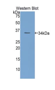 ECE-1 Antibody (aa326-577, Cy3)