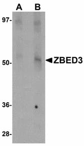IHC-plus™ ZBED3 Antibody