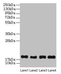 PPIAL4G Antibody