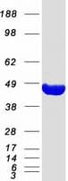 Human PRPSAP2 Protein (Recombinant Myc-DDK (Flag))
