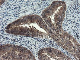 MLF1 Antibody (clone OTI2D6, Carrier-free)